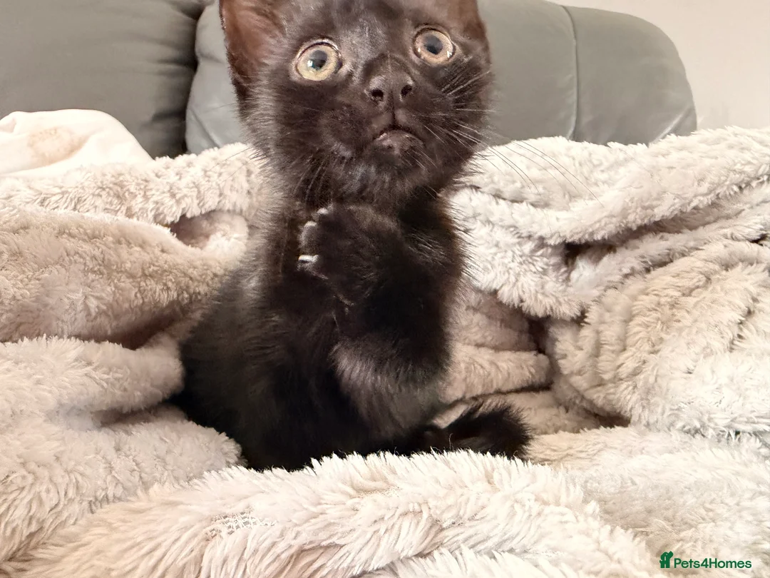 Mixed Breed cats for sale: Gorgeous playful kitten  - Advert 2