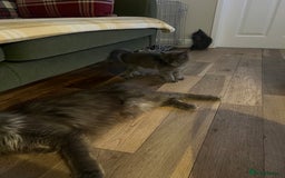 Maine Coon cats for sale: Chunky and fluffy Mainecoon kittens - Image 19