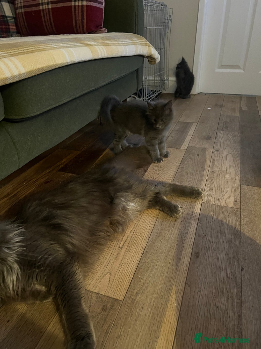 Maine Coon cats for sale: Chunky and fluffy Mainecoon kittens - Image 19