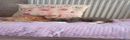 Mixed Breed cats for sale: Gorgeous Ragdoll cross kittens  - Advert 9