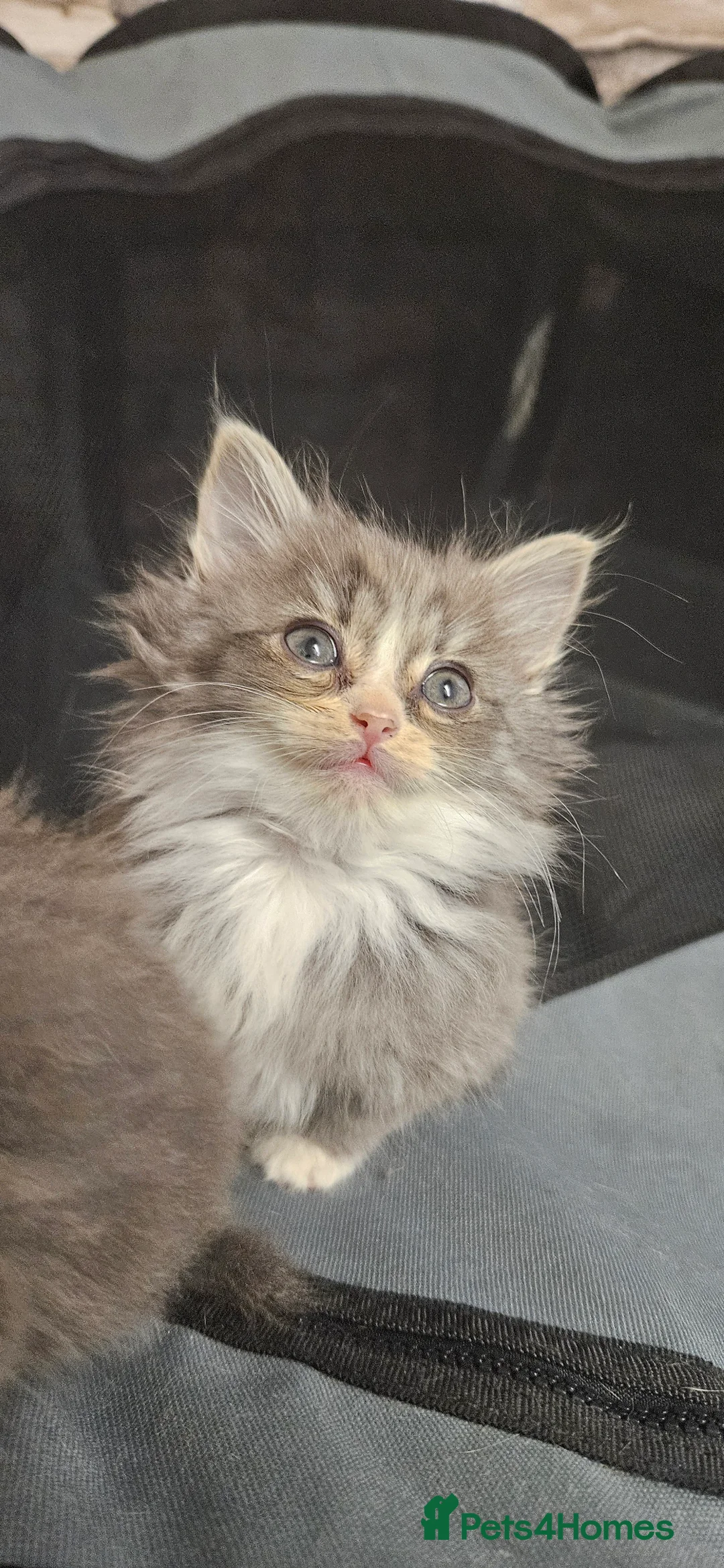 Mixed Breed cats for sale: Munchkin Kittens ready for their forever home - Advert 18