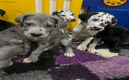 Great Dane dogs for sale: READY NOW PURE BRED GREAT DANE PUPPIES FOR SALE - Image 33