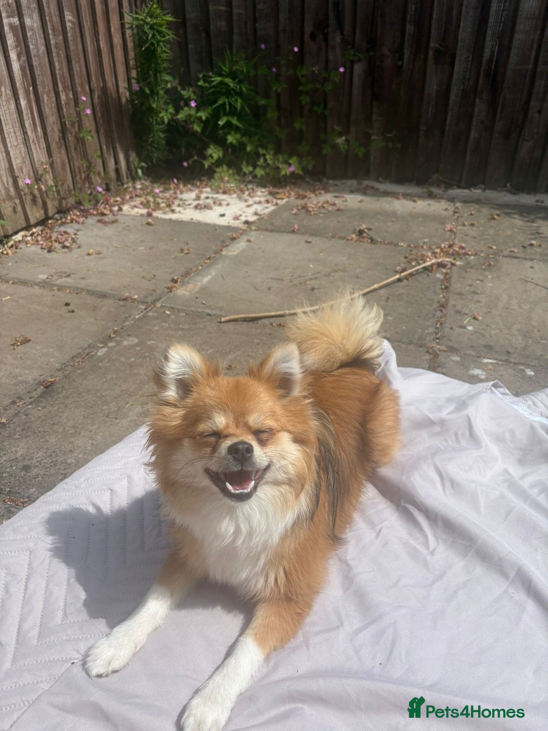 Pomeranian dogs for sale: Full pedigree Fox Pomeranian Female 10 months  - Image 2