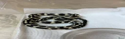 Corn Snake reptiles for sale: !! Wide range of baby Cornsnakes for sale !! - Advert 8