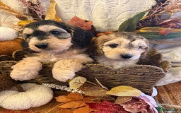 Cockapoo dogs for sale: Gorgeous cockapoo babies  - Image 1
