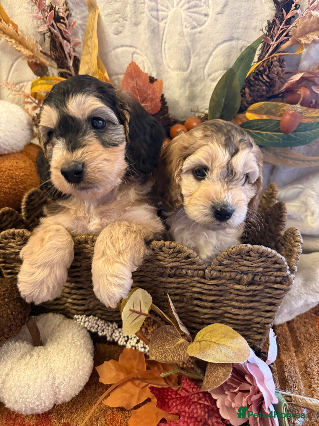 Cockapoo dogs for sale: Gorgeous cockapoo babies  - Image 1