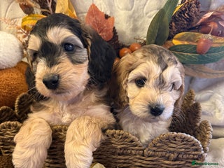 Cockapoo dogs - Advert 2