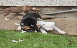 Mixed Breed dogs for sale: Husky mix puppies. Ready to leave! - Image 32