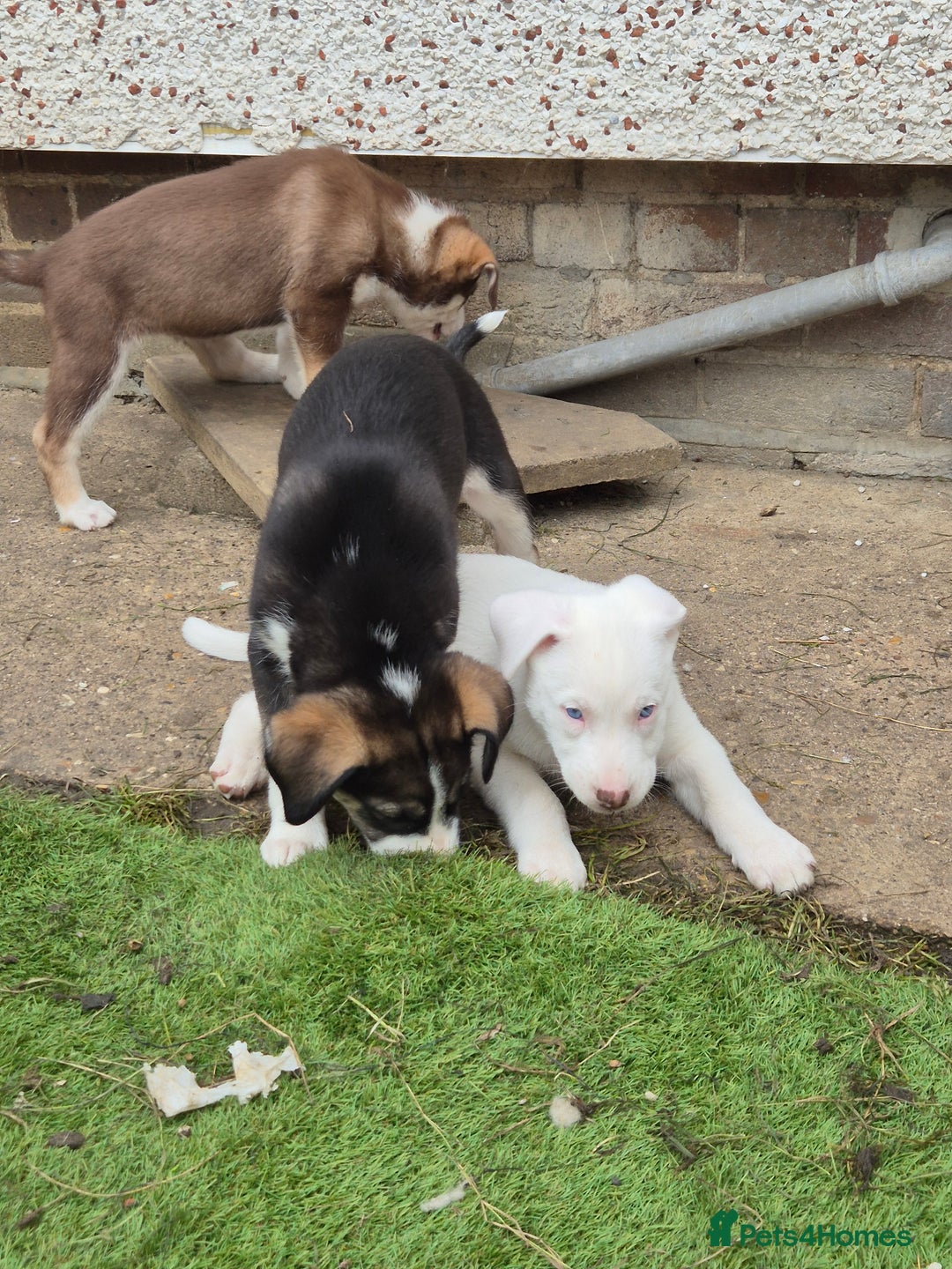 Mixed Breed dogs for sale: Husky mix puppies. Ready to leave! - Image 32