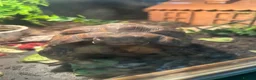 Tortoise reptiles for sale: Bells hingeback tortoise in Leeds - Advert 18