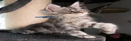 Maine Coon cats for sale: STUNNING PEDIGREE MAINE COON KITTENS - Advert 31