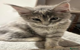 Maine Coon cats for sale: Pure blood Maine coon kittens  - Image 4