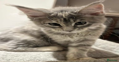 Maine Coon cats - Advert 10