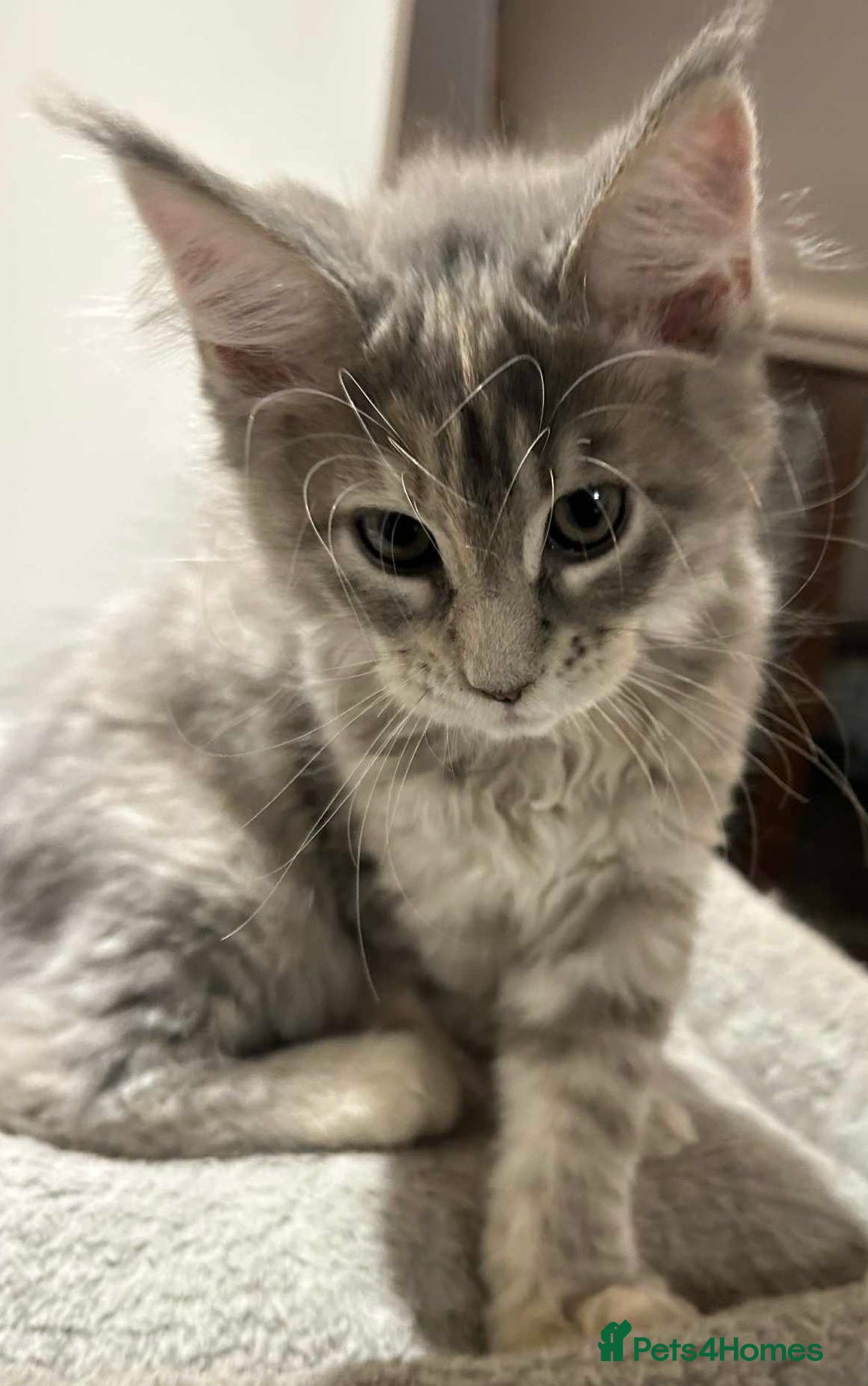Maine Coon cats for sale: Pure blood Maine coon kittens  - Image 4