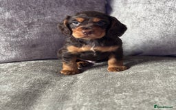 Cocker Spaniel dogs for sale: COCKER SPANIEL PUPPIES - Image 11