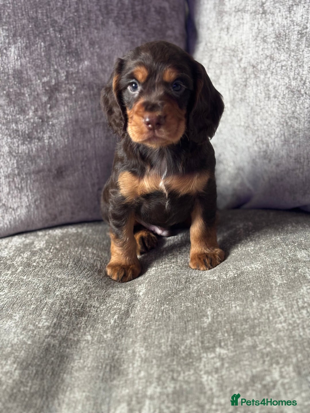Cocker Spaniel dogs for sale: COCKER SPANIEL PUPPIES - Image 11