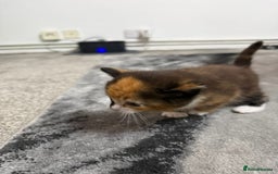 British Longhair cats for sale: 6 beautiful lovable friendly kittens - Image 9