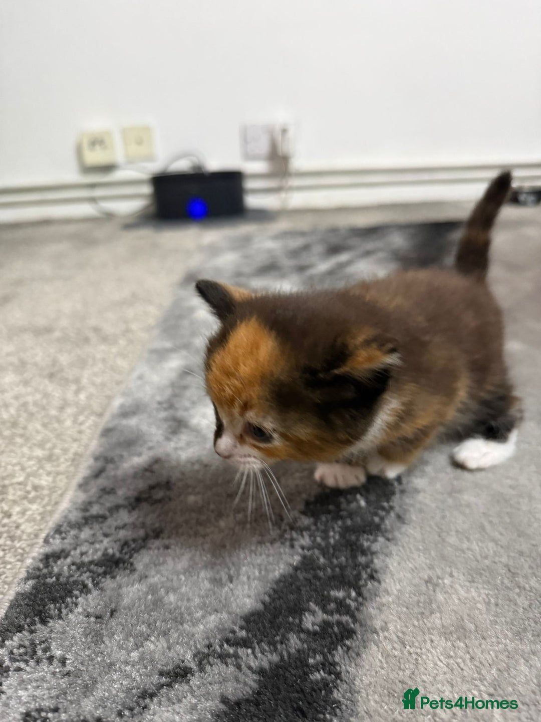 British Longhair cats for sale: 6 beautiful lovable friendly kittens - Image 9