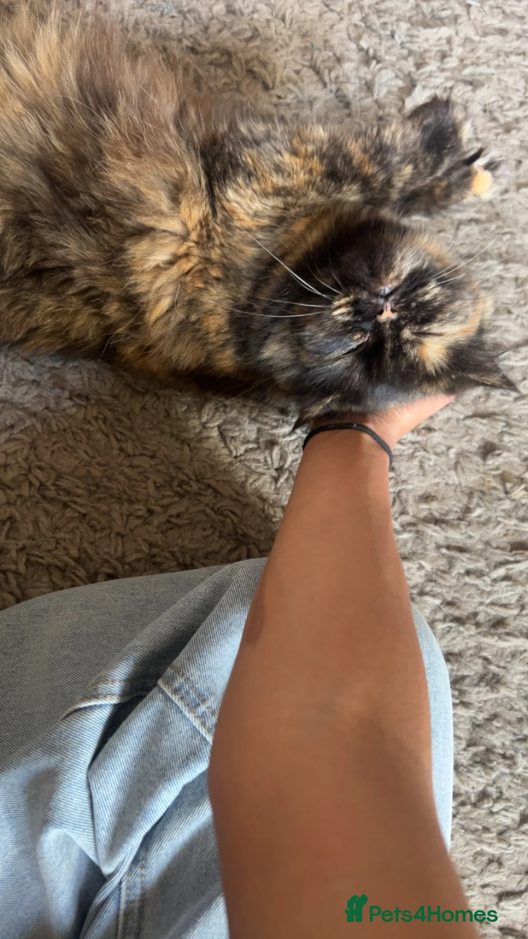 Mixed Breed cats for sale: £400 tortoise shell mix persian kittens - Advert 9