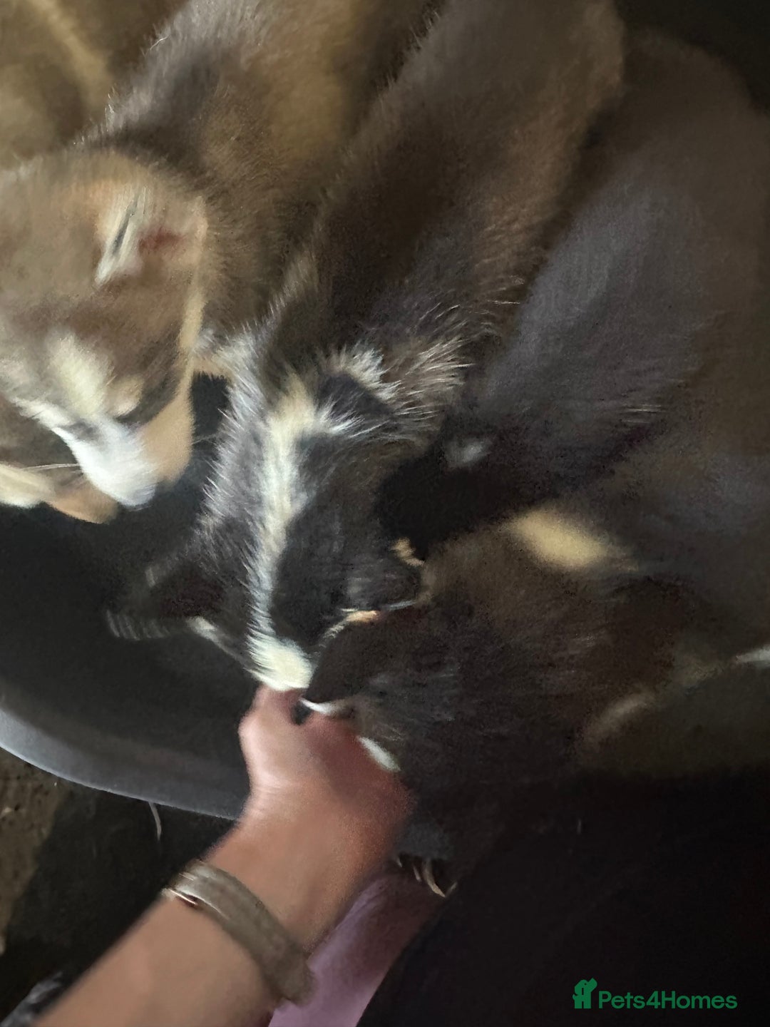 Siberian Husky dogs for sale: Five husky puppies for sale - Image 4