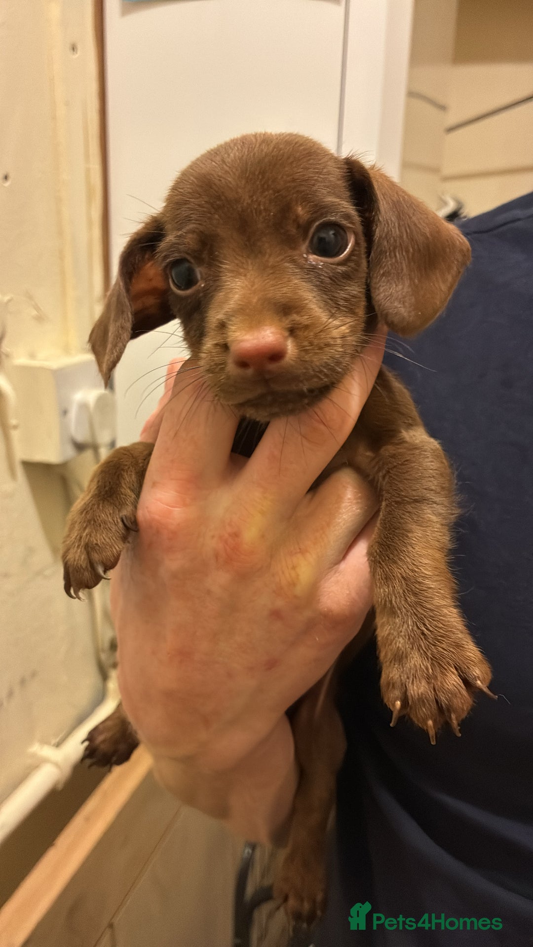 Mixed Breed dogs for sale: Patterdale/dashound pups - Advert 3