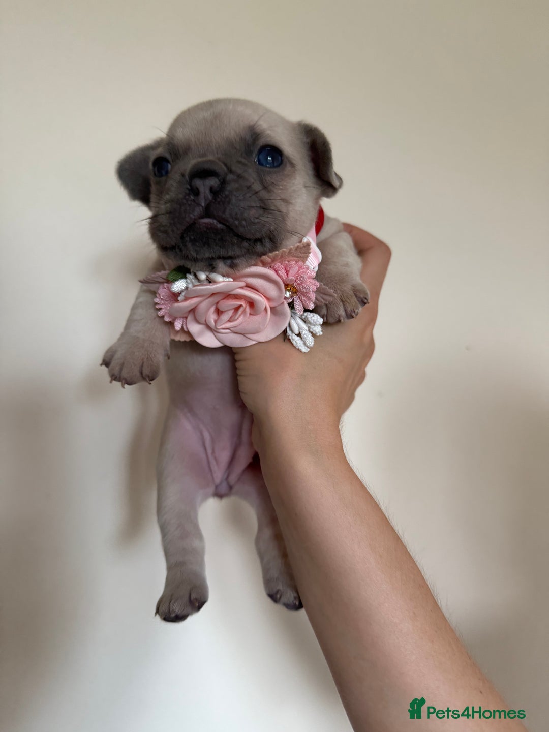 French Bulldog dogs for sale: Stunning platinum and lilac fawn boys and girls - Image 21