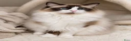Ragdoll cats for sale: Child Friendly Ragdoll and Ragdoll Cross Kittens  - Advert 7