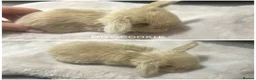 Mini Lop rabbits for sale: Beautiful Mini Lops for Sale  - Advert 3