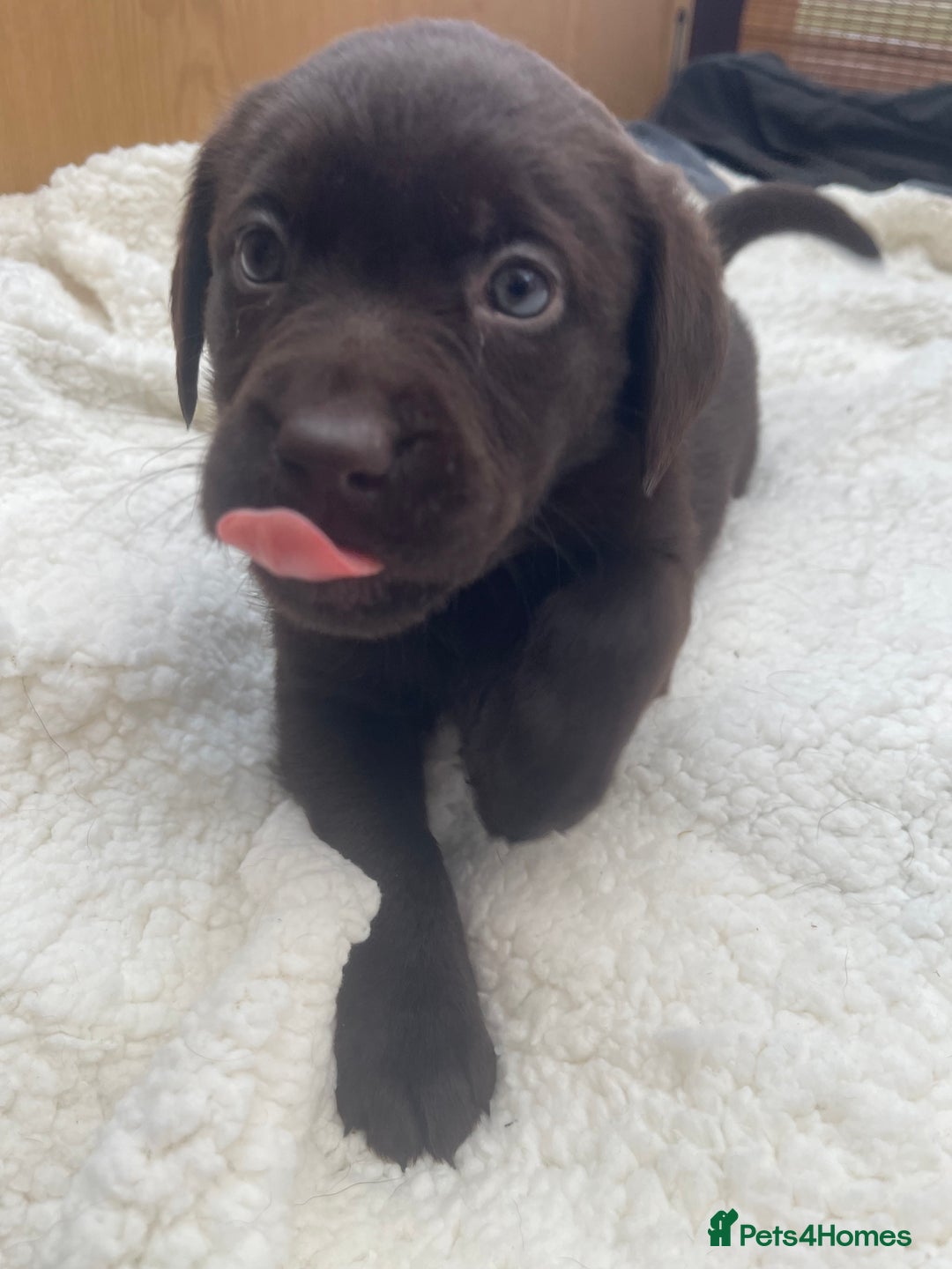 Labrador Retriever dogs for sale: Labrador Puppies Chocolate & Golden For Sale - Advert 11