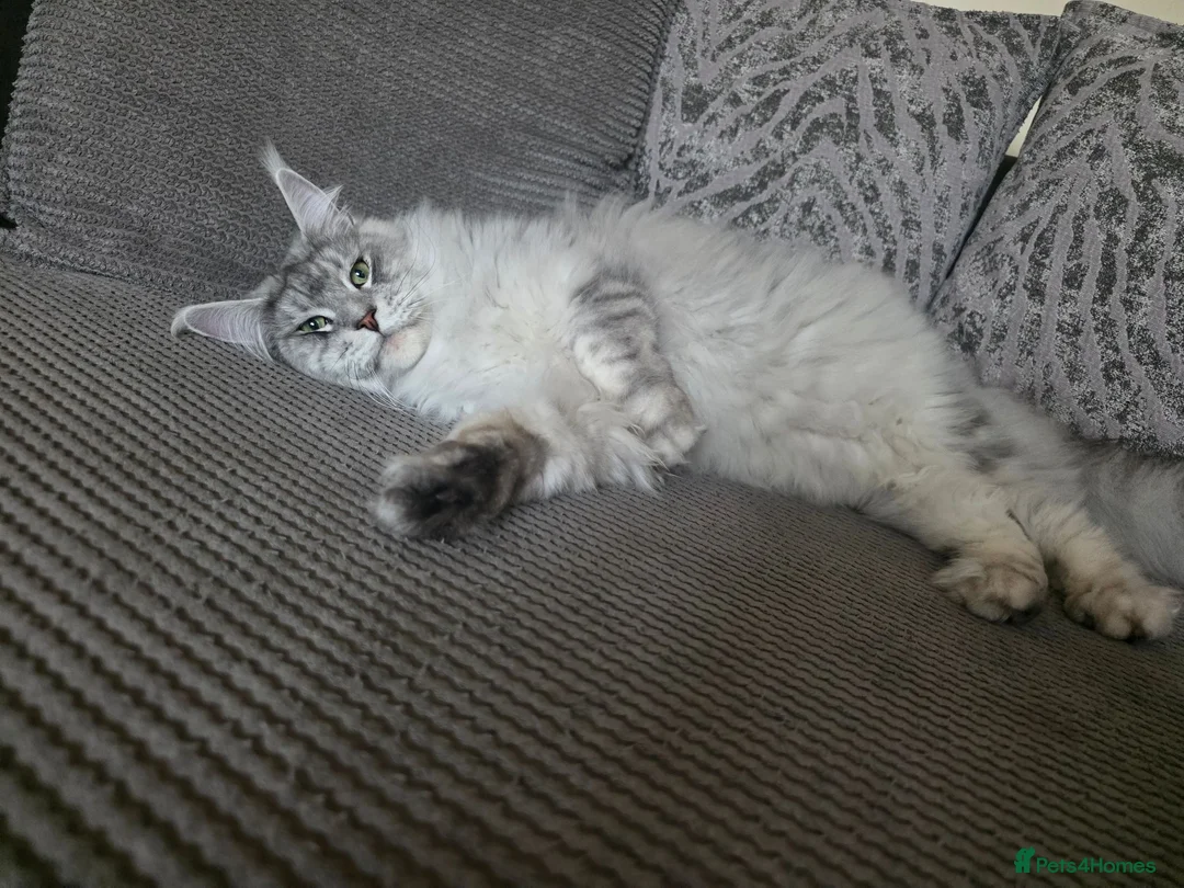 Maine Coon cats for sale: Two beautiful Maine Coon  🐾 - Advert 2
