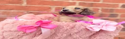 Miniature Dachshund dogs for sale: Long haired miniature dachshunds  - Advert 5