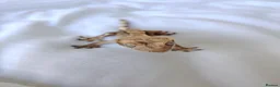 Gecko reptiles for sale: Young male crested gecko  in Coulsdon - Advert 3