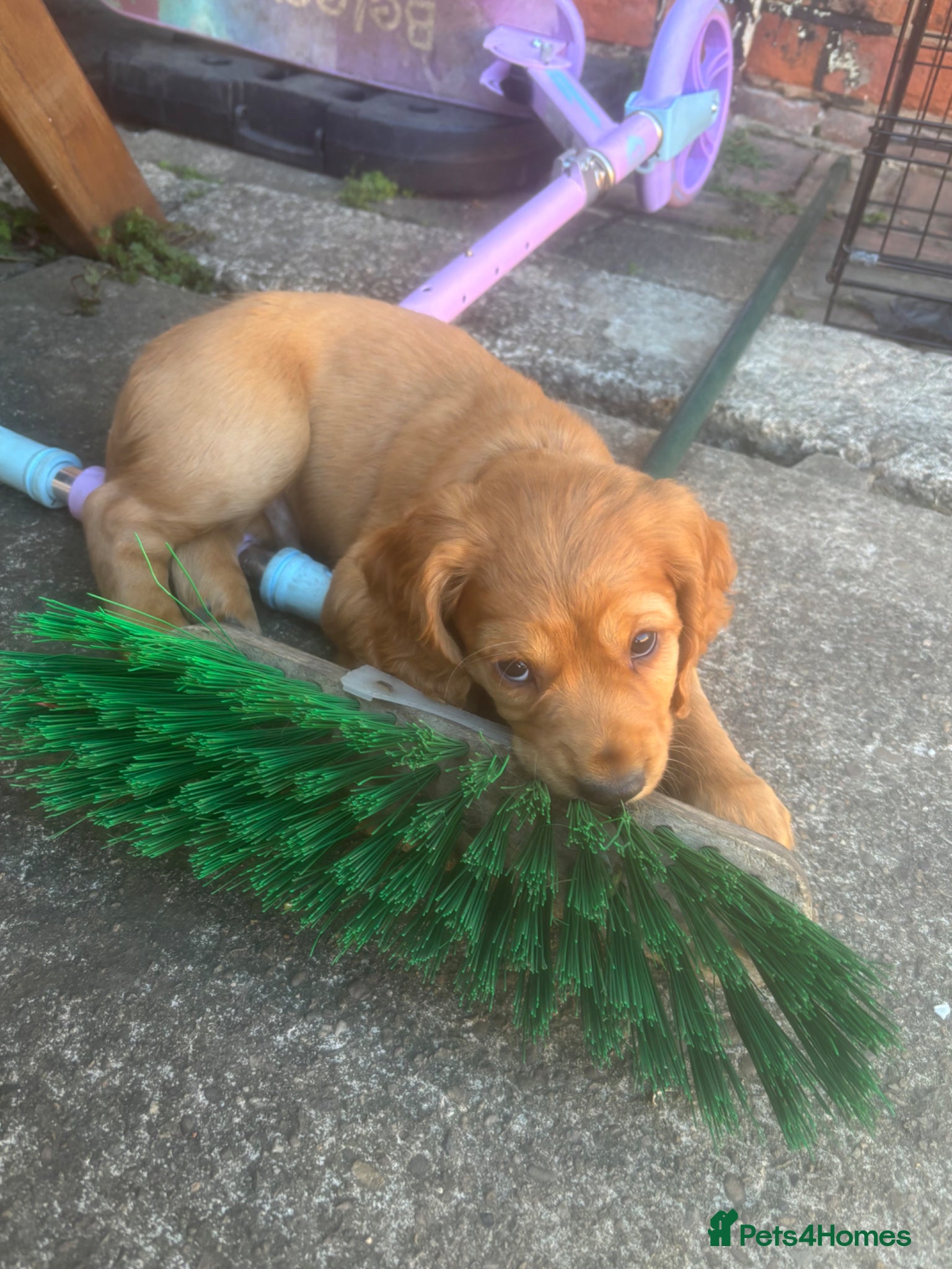Cocker Spaniel dogs *READY NOW* 2 Boys KC Reg Working Cocker Spaniels  - Advert 17