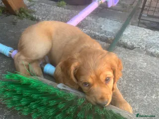 Cocker Spaniel dogs *READY NOW* 2 Boys KC Reg Working Cocker Spaniels - Advert 17