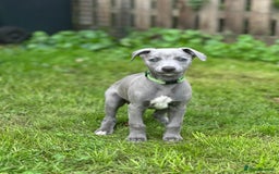 Whippet dogs for sale: READY NOW! STUNNING WHIPPET PUPPYS - Image 9