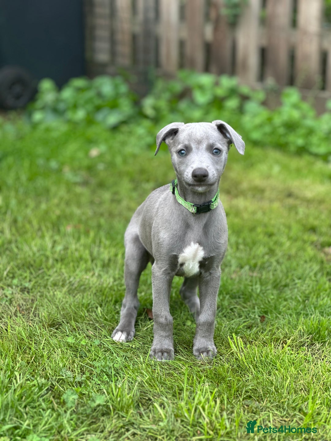 Whippet dogs for sale: READY NOW! STUNNING WHIPPET PUPPYS - Image 9