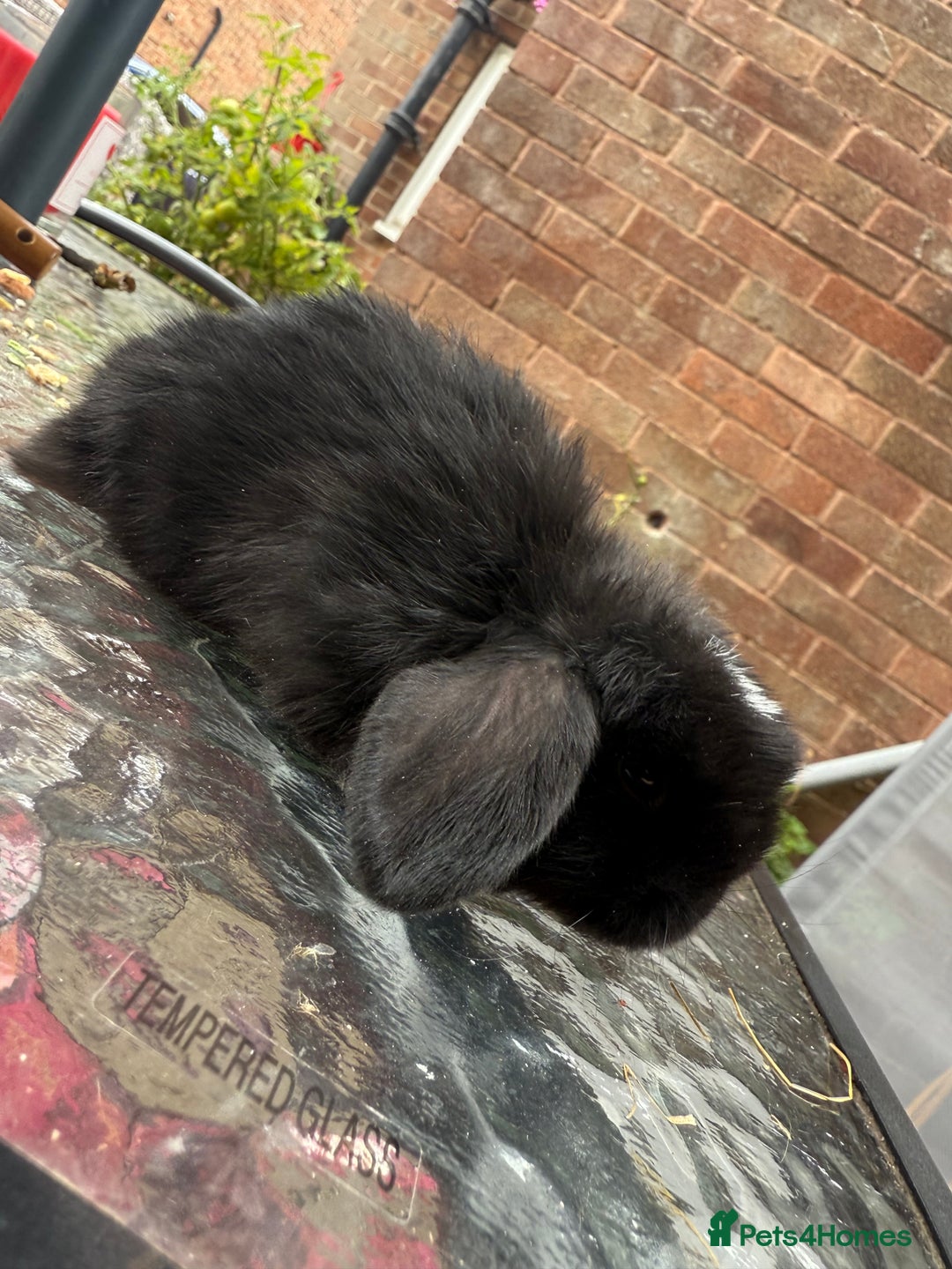Mini Lop rabbits for sale: Top quality mini lop babies  - Image 16