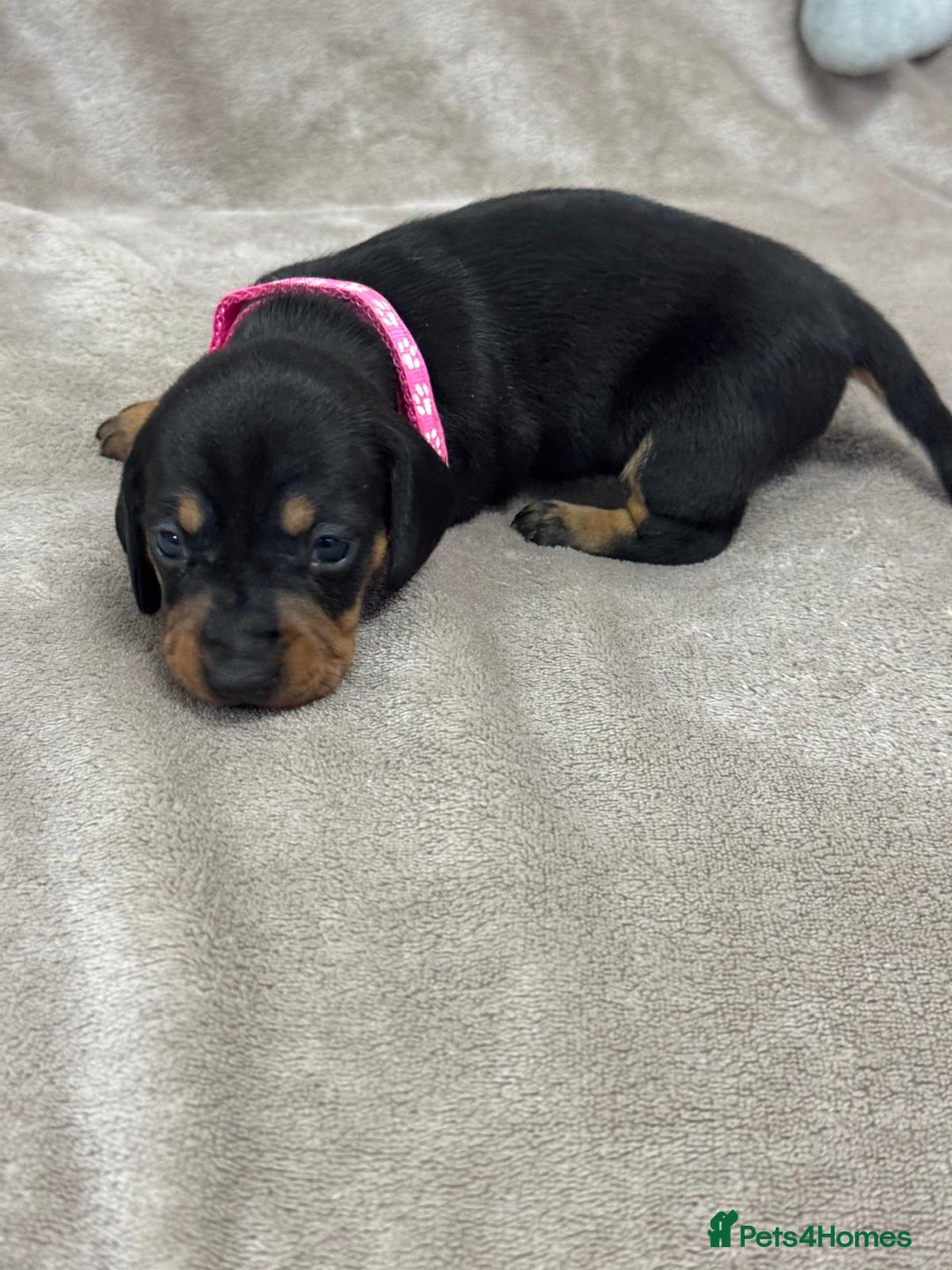 Miniature Dachshund dogs for sale: Beautiful miniature dachshund litter - Advert 16