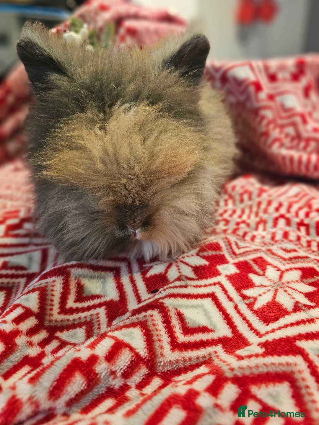 Angora rabbits for sale: Angora X - Advert 6