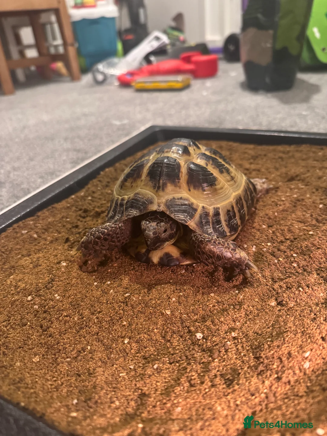 Tortoise reptiles for sale: Tortoise  in Newhaven - Advert 5