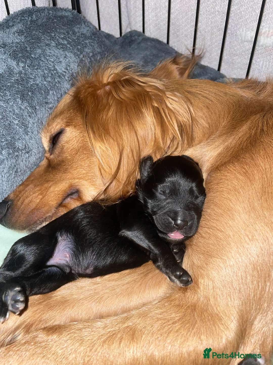 Cavapoo dogs for sale: Beautiful Cavapoo puppies for sale  - Advert 16