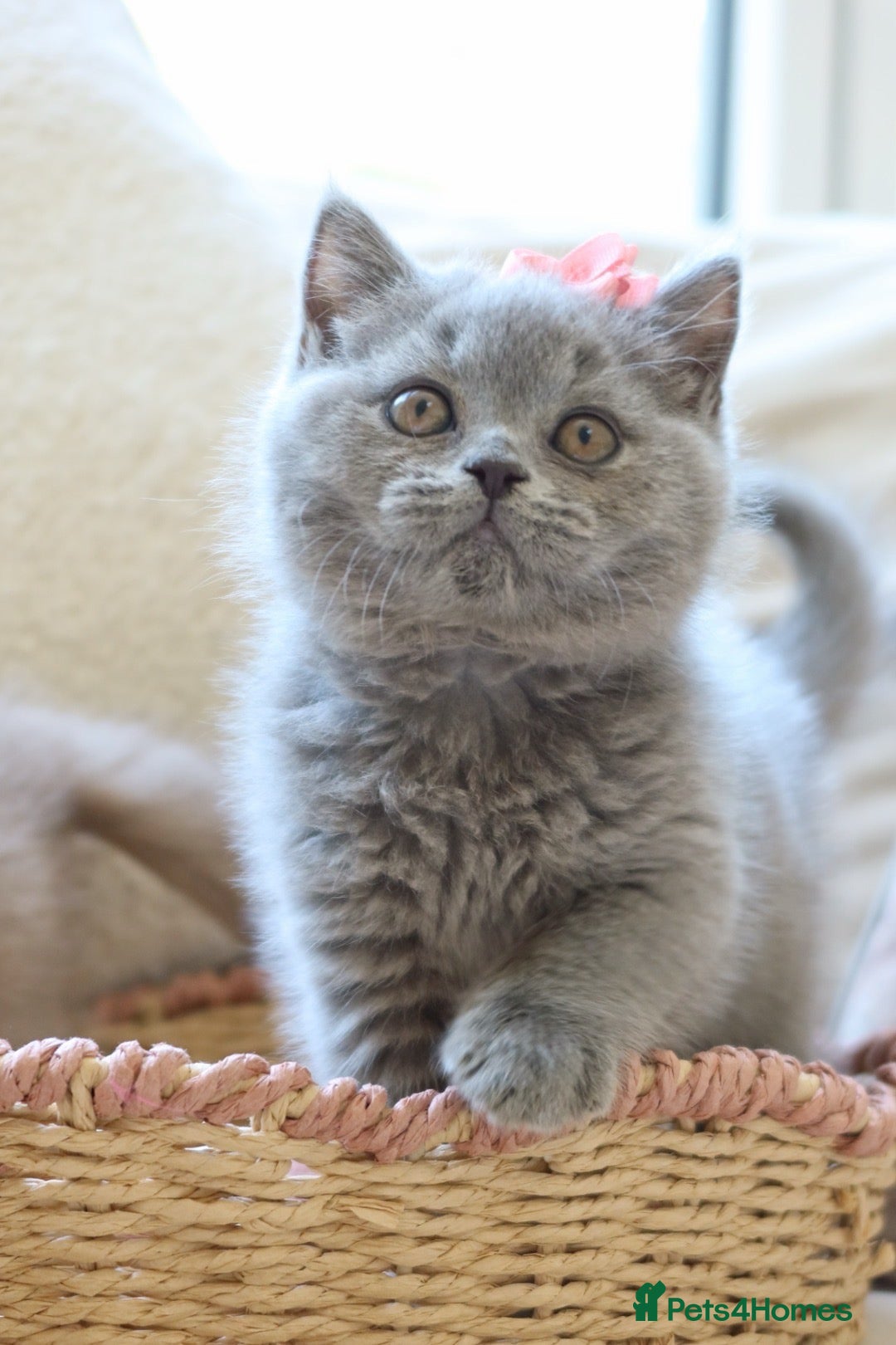 British Shorthair cats Beautiful Blue Girl Kitten - Reg & Licensed - Advert 2