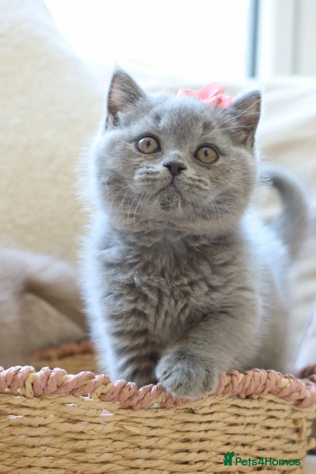 British Shorthair cats for sale: Beautiful Blue Girl Kitten - Reg & Licensed - Advert 2