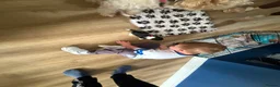 Fox Terrier dogs for sale: Beautiful wire fox terrier  - Advert 17