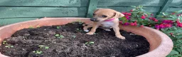 Italian Greyhound dogs for sale: Royal kennel club registered  - Advert 40