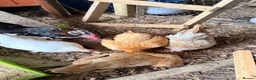 Chickens poultry for sale: Serama chicks  - Advert 2