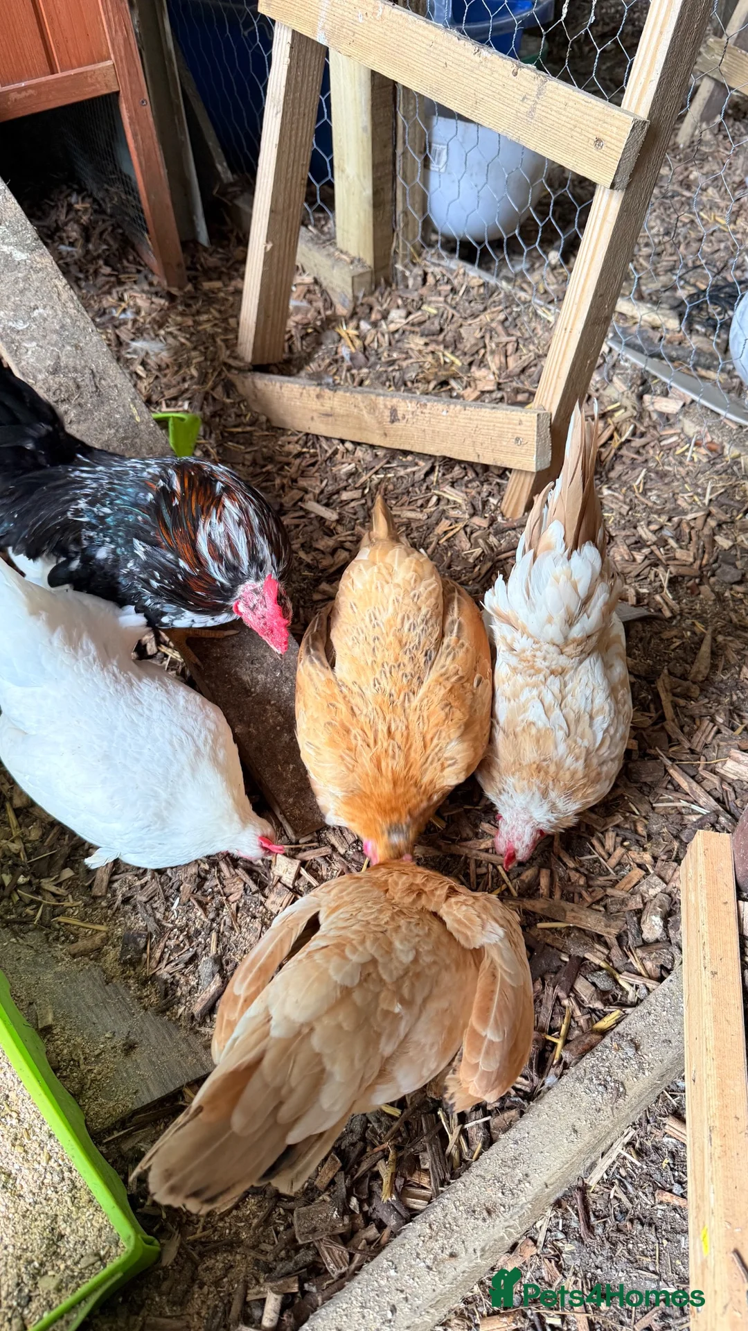 Chickens poultry for sale: Serama chicks  - Advert 2
