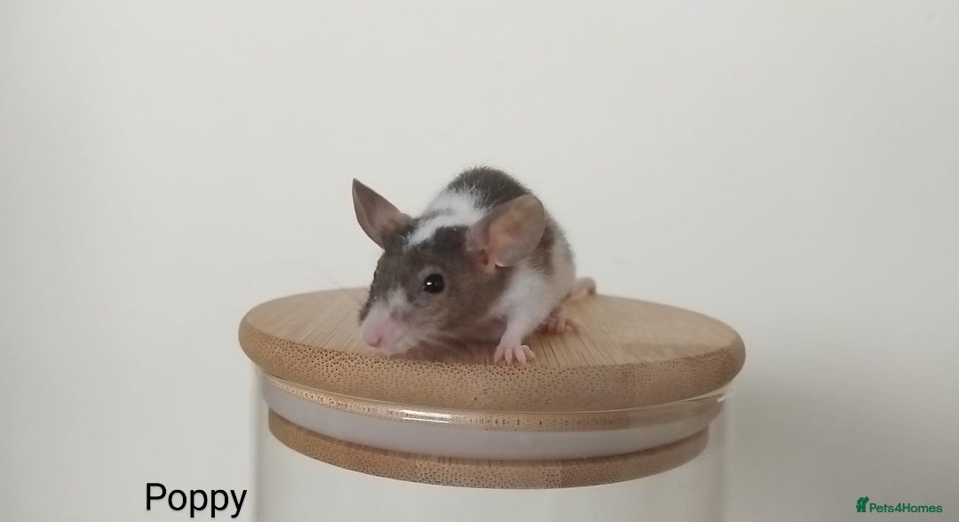 Mouse rodents for sale: 🐭 Female Mice Available for Adoption 🐭 - Image 11
