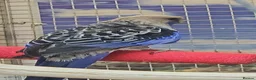Parrots birds for sale: Stunning Parrots/Parakeets/Amazons  - Advert 28