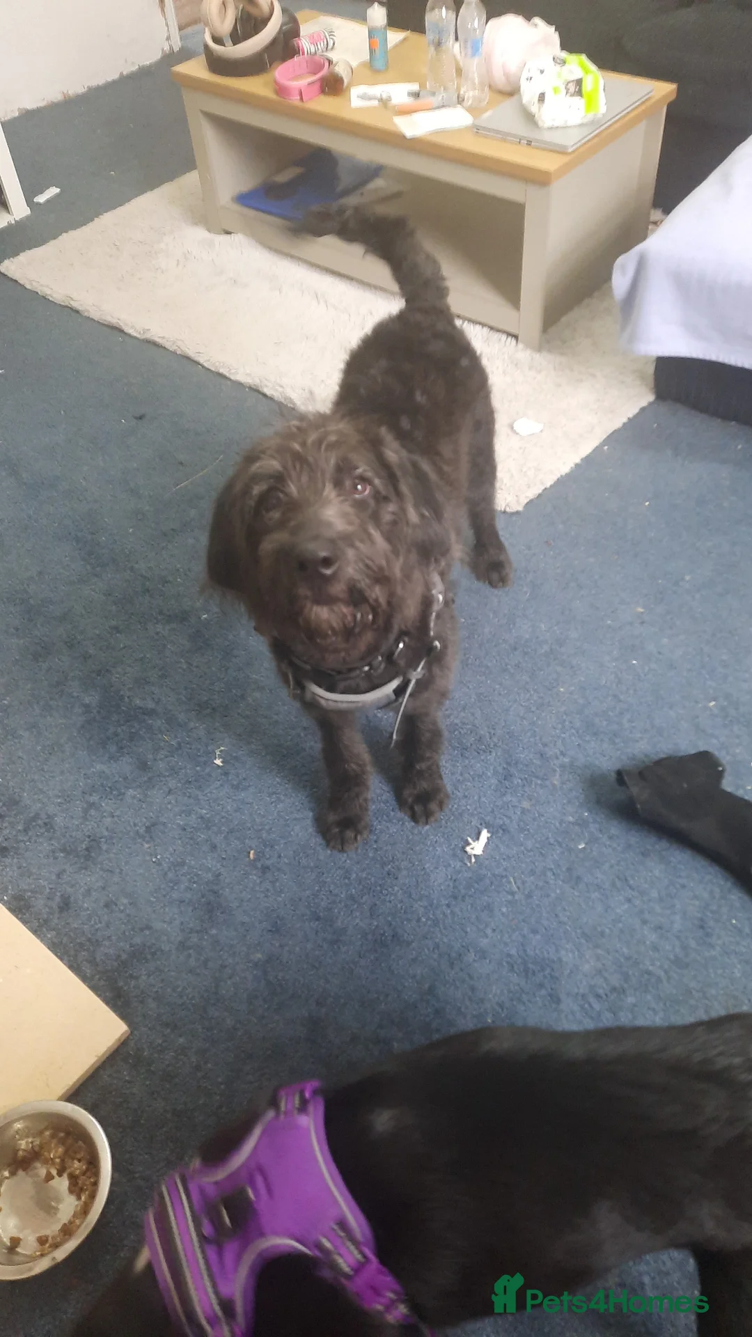 Labradoodle dogs for sale: Female pup  - Advert 3